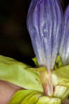 Bottle gentian